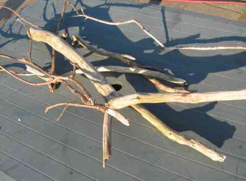 MushroomTree(16)